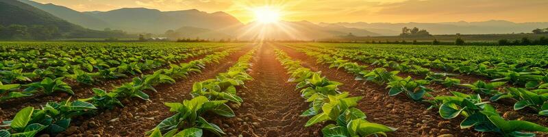 AI generated A field of green plants is illuminated by the setting sun in a vibrant farm scene. Rows of crops stretch into the distance under the colorful sky photo