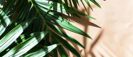 AI generated Fresh green plant leaves casting crisp shadow patterns on a textured paper surface in natural sunlight photo