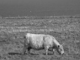 the island of helgoland photo