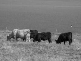 the island of helgoland photo