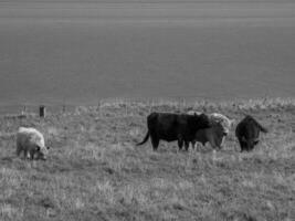 the island of helgoland photo