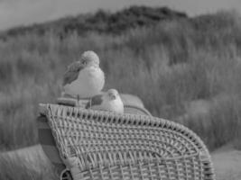 north sea beach photo