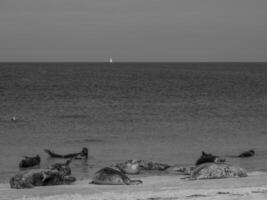 north sea beach photo