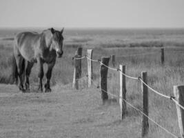 juist in the north sea photo