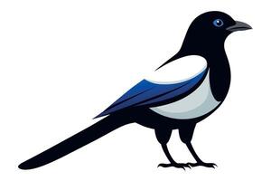 Cute Magpie Isolated On a Clean Background vector