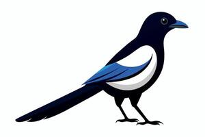 Cute Magpie Isolated On a Clean Background vector