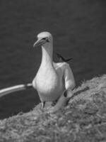 Helgoland island in germany photo