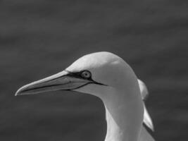 Helgoland island in germany photo