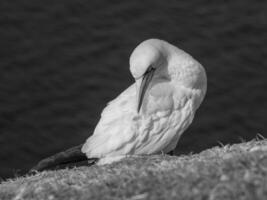 Helgoland island in germany photo