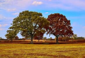 hermosa panorama ver en un dorado otoño paisaje encontró en UE foto