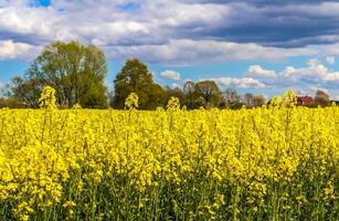 Yellow field of flowering rape and tree against a blue sky with clouds, natural landscape background with copy space, Germany Europe photo