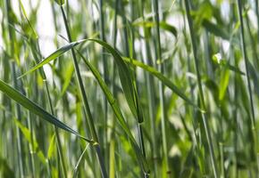 Summer view on agricultural crop and wheat fields ready for harvesting photo