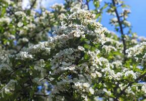 Beautiful cherry and plum trees in blossom during springtime with colorful flowers photo