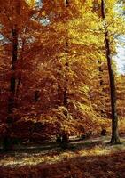 Beautiful panorama view on a golden autumn landscape found in eu photo