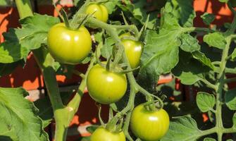 concepto de agricultura. algunos tomates verdes grandes en un arbusto que crece en la pared de una casa. foto