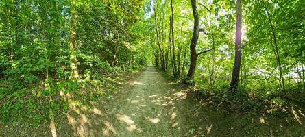 hermosa ver a un camino en un denso verde bosque con brillante luz de sol fundición profundo sombra foto