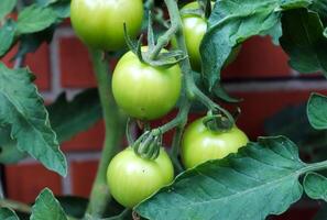 concepto de agricultura. algunos tomates verdes grandes en un arbusto que crece en la pared de una casa. foto
