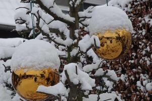 invierno en el jardin foto