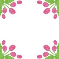 Square banner for social media with tulips on white background. Good for banner, background, social media graphics. Frame template or design print with tulips and daffodils vector