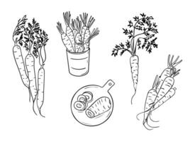 Hand drawn sketchy drawings of carrots groups. Doodle black contour whole vegetables and piece of, bunches on white background. Ideal for coloring pages, tattoo, pattern vector