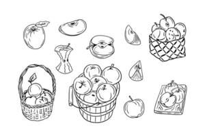 Set of sketch contour drawings of apples. Vector contour drawings of fruits for healthy eating on white background. Ideal for coloring pages, tattoo, stickers