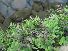beautiful herbs on water stock photo