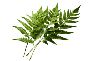 AI generated Green Fern Leaf. Tropical Botany Isolated on a Transparent  Background. Generative Ai png