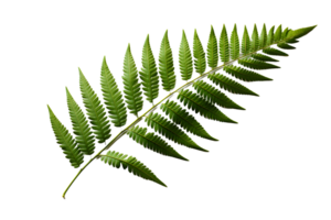 ai généré vert fougère feuille. tropical botanique isolé sur une transparent Contexte. génératif ai png