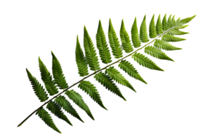 ai généré vert fougère feuille. tropical botanique isolé sur une transparent Contexte. génératif ai png