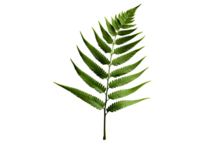 AI generated Green Fern Leaf. Tropical Botany Isolated on a Transparent  Background. Generative Ai png