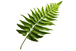 ai généré vert fougère feuille. tropical botanique isolé sur une transparent Contexte. génératif ai png