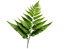 AI generated Green Fern Leaf. Tropical Botany Isolated on a Transparent  Background. Generative Ai png