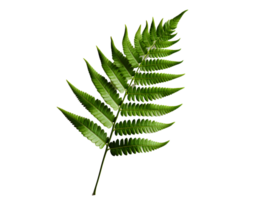 AI generated Green Fern Leaf. Tropical Botany Isolated on a Transparent  Background. Generative Ai png