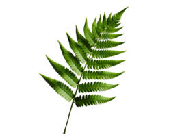 ai généré vert fougère feuille. tropical botanique isolé sur une transparent Contexte. génératif ai png