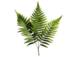 AI generated Green Fern Leaf. Tropical Botany Isolated on a Transparent  Background. Generative Ai png