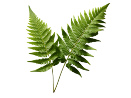 ai généré vert fougère feuille. tropical botanique isolé sur une transparent Contexte. génératif ai png