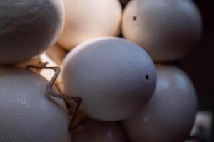 A lot of ostrich eggs lie in a pile photo