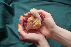 Baby parrot bird without feathers in palms photo