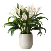 AI generated Tulip Flowers in White Pot Isolated on Transparent Background. Generative Ai png