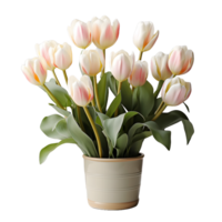 AI generated Tulip Flowers in White Pot Isolated on Transparent Background. Generative Ai png