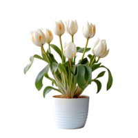 ai gegenereerd tulp bloemen in wit pot geïsoleerd Aan transparant achtergrond. generatief ai png