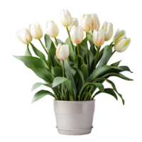 AI generated Tulip Flowers in White Pot Isolated on Transparent Background. Generative Ai png