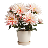 AI generated Dahlia in a Pot Isolated on Transparent Background. Beautiful Spring Flowers. Generative Ai png