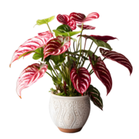 AI generated Exotic Red and Green Caladium Plant in Pot Isolated on Transparent Bacground. Caladium Leaves. Generative Ai png