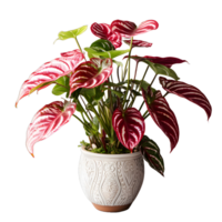 ai généré exotique rouge et vert caladium plante dans pot isolé sur transparent antécédent. caladium feuilles. génératif ai png