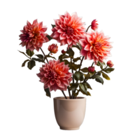 ai gegenereerd dahlia in een pot geïsoleerd Aan transparant achtergrond. mooi voorjaar bloemen. generatief ai png