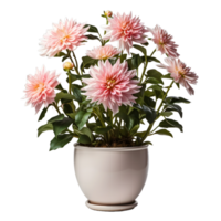 ai généré dahlia dans une pot isolé sur transparent Contexte. magnifique printemps fleurs. génératif ai png