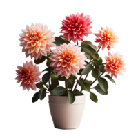 ai généré dahlia dans une pot isolé sur transparent Contexte. magnifique printemps fleurs. génératif ai png