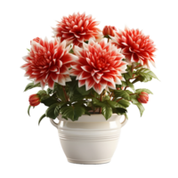 ai généré dahlia dans une pot isolé sur transparent Contexte. magnifique printemps fleurs. génératif ai png