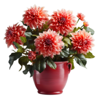 AI generated Dahlia in a Pot Isolated on Transparent Background. Beautiful Spring Flowers. Generative Ai png